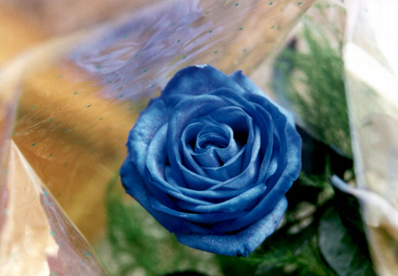 Blue Rose