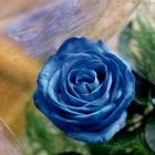 Blue Rose