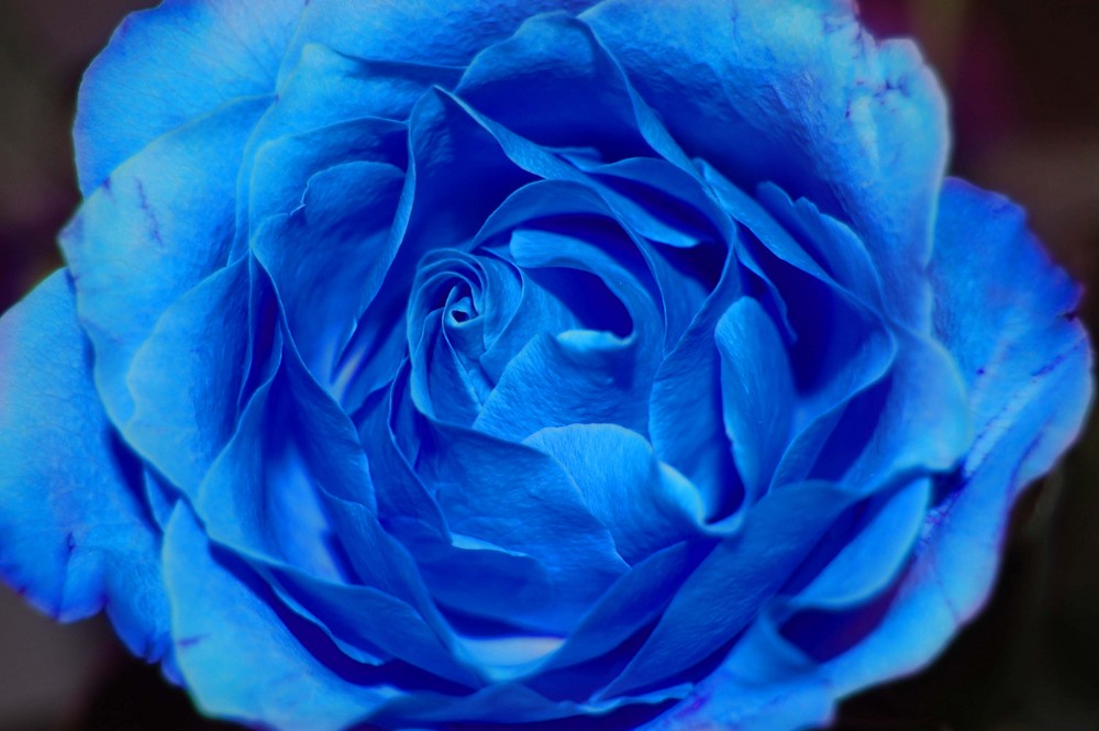 Blue rose