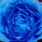 Blue rose