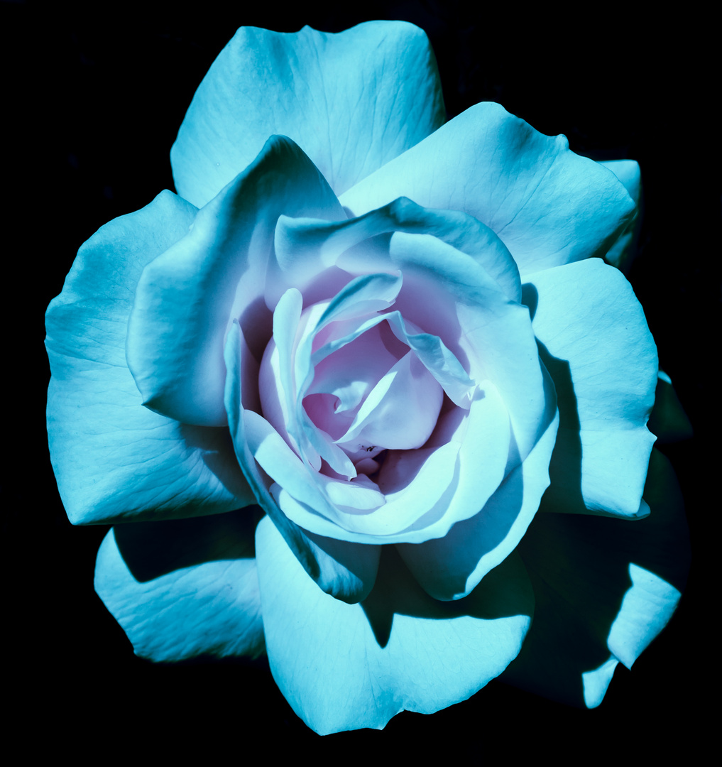 Blue rose