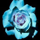 Blue rose