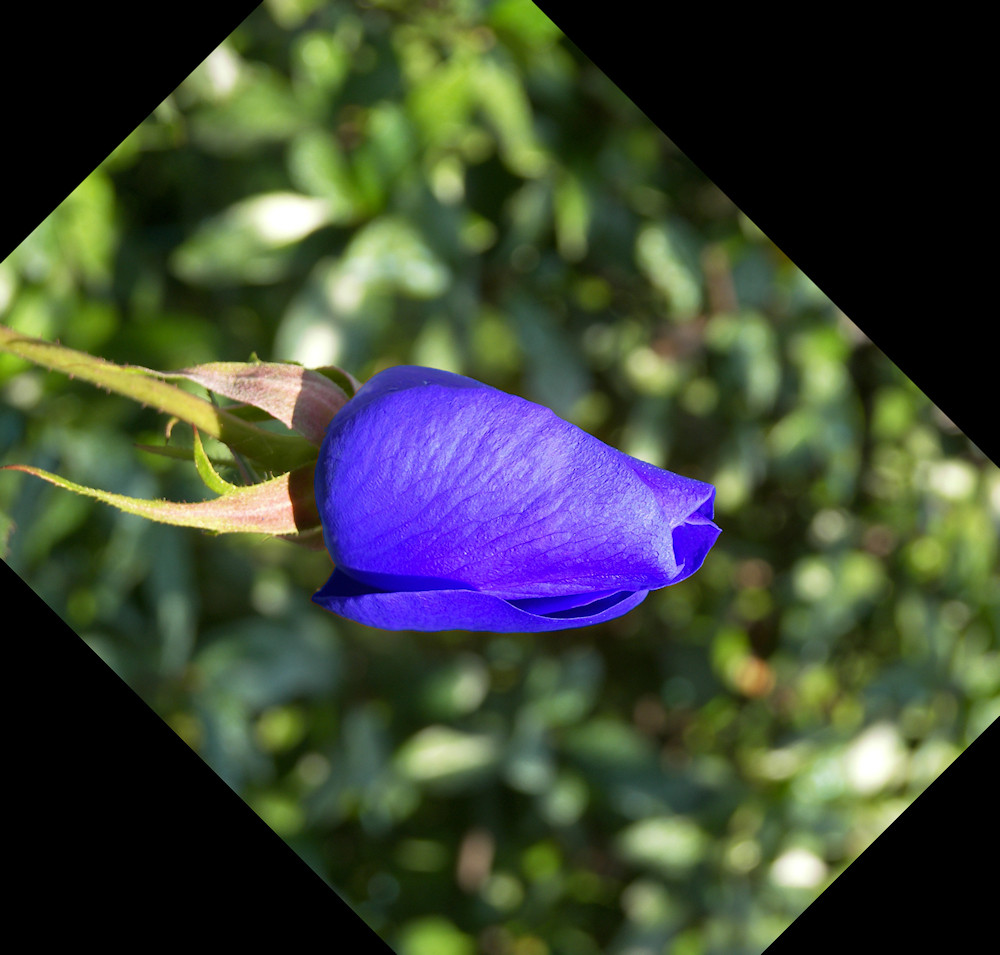 Blue rose experiment