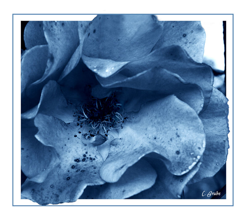 blue rose