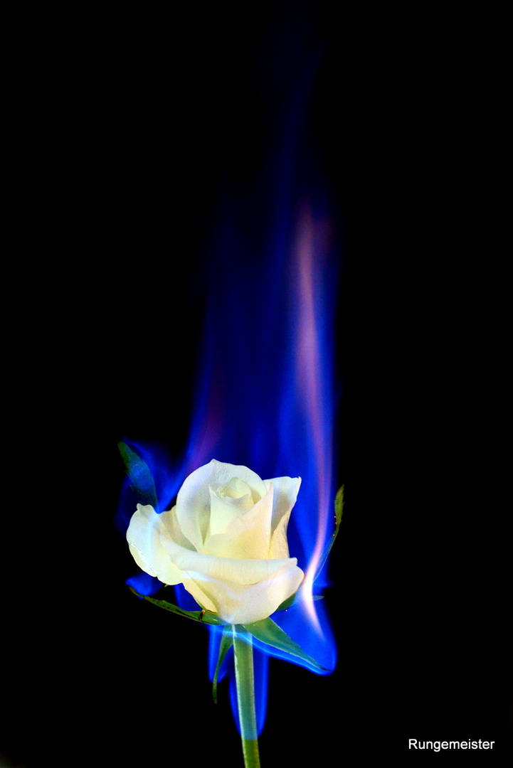 Blue Rose on Fire