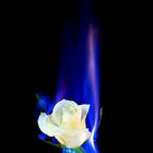 Blue Rose on Fire