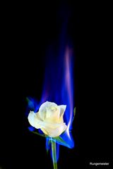 Blue Rose on Fire