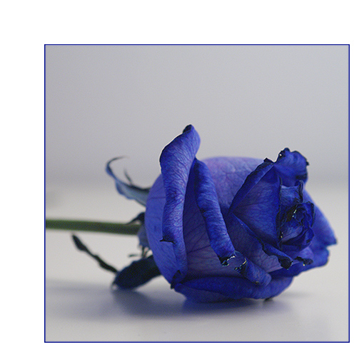 blue rose two.....for .....