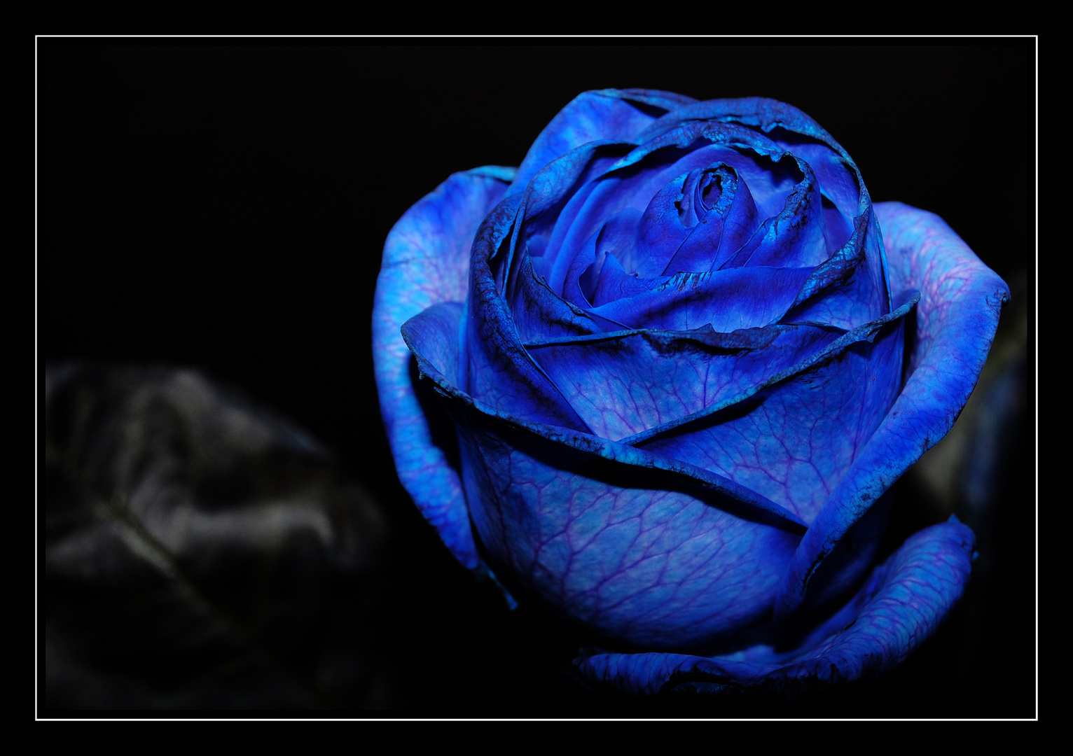 Blue roses 1