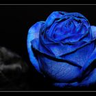 Blue roses 1