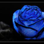 Blue roses 1