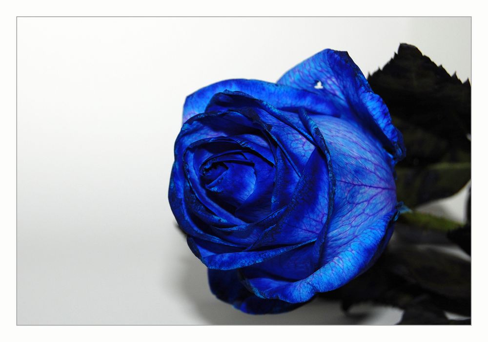 Blue roses 2