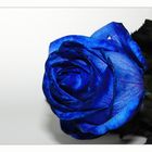 Blue roses 2
