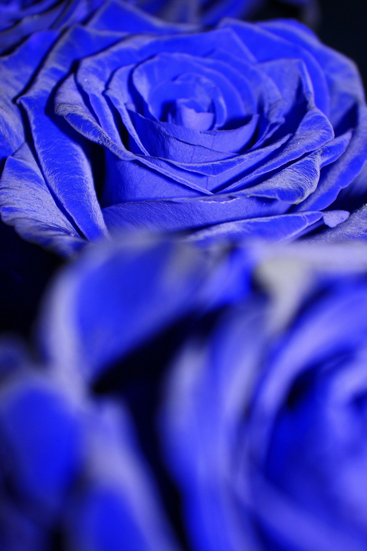 blue roses