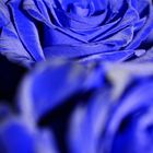 blue roses