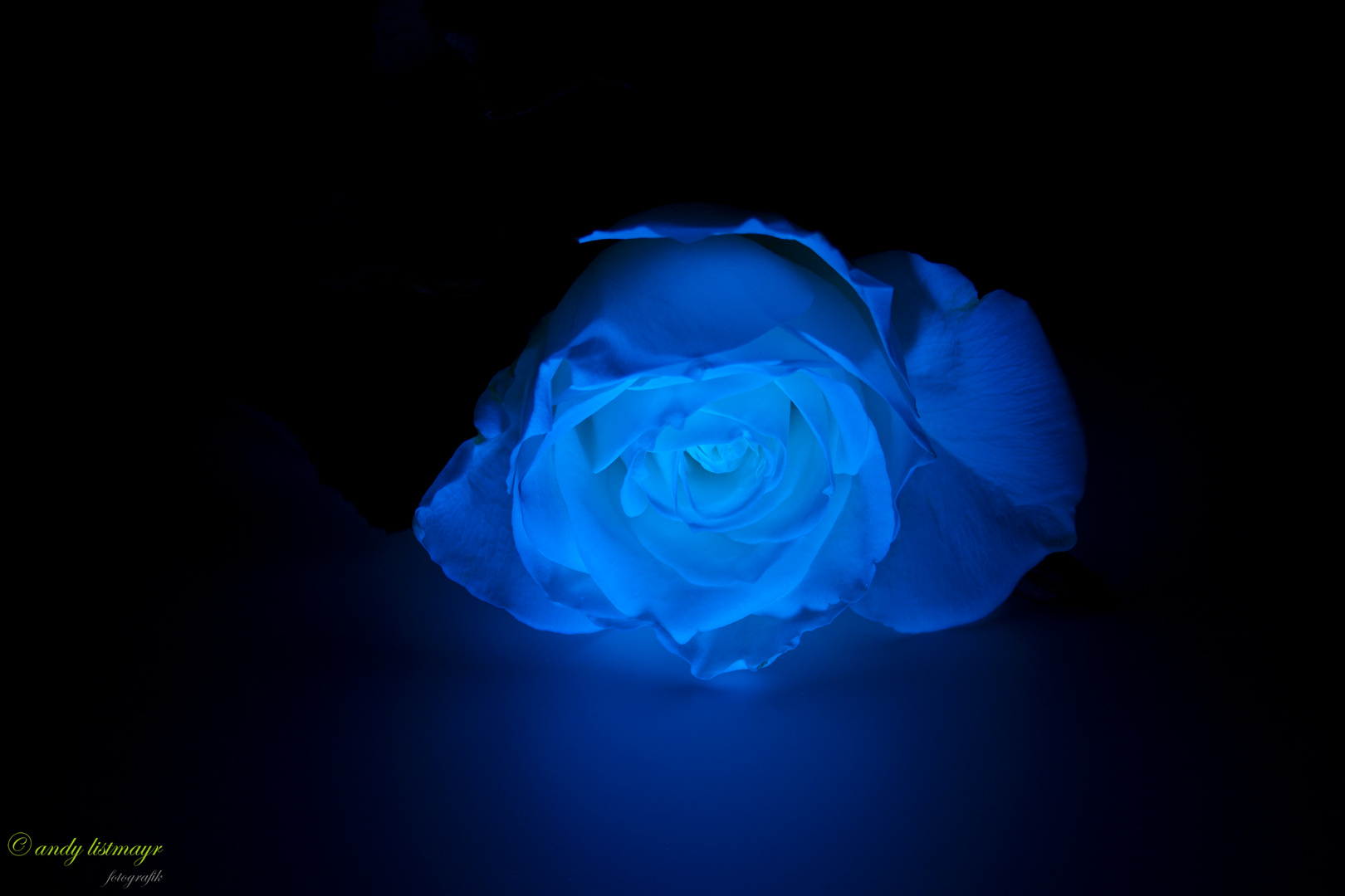 Blue Roses