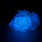 Blue Roses