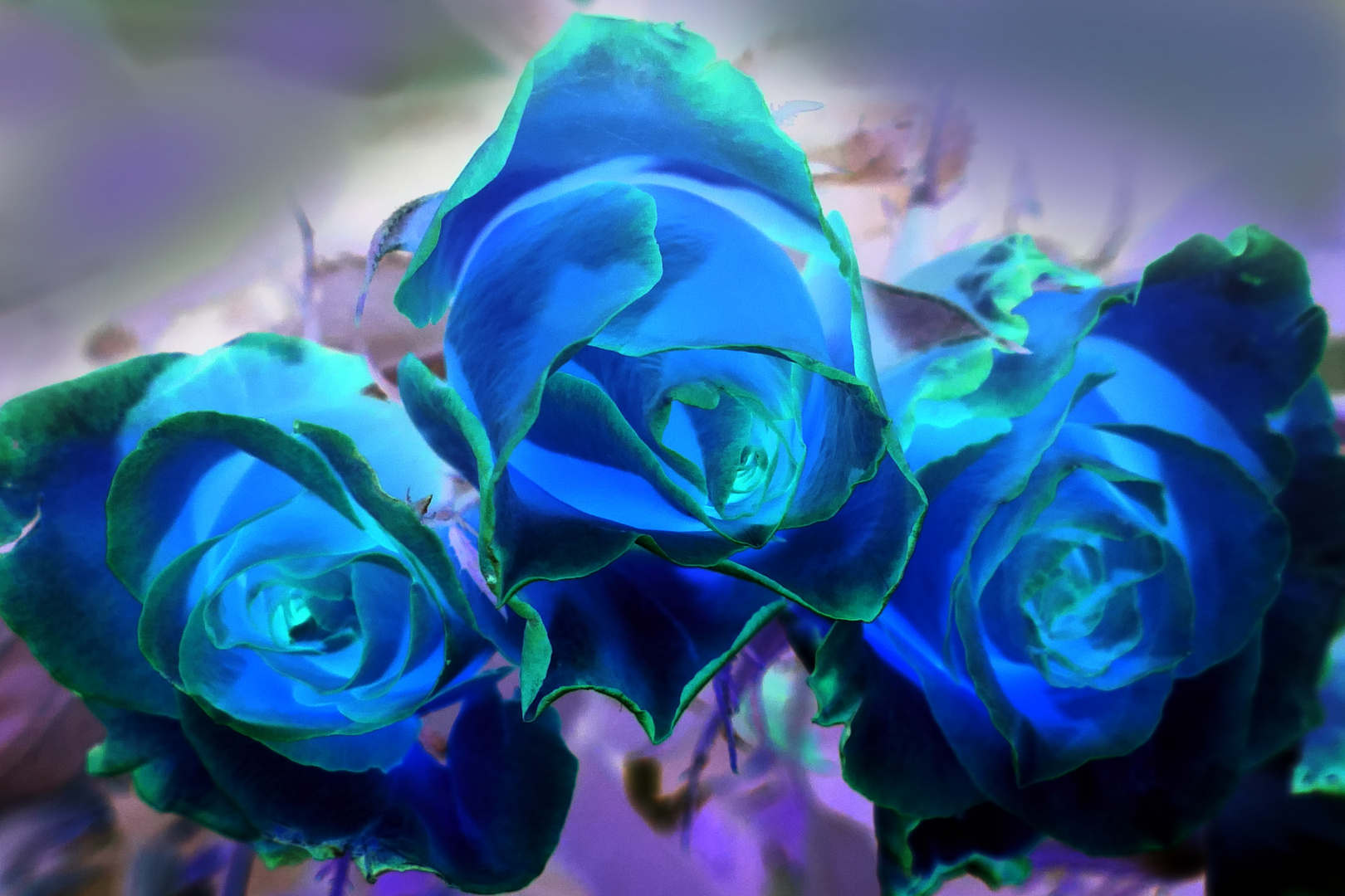 Blue Roses