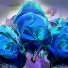 Blue Roses