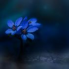 Blue sapling