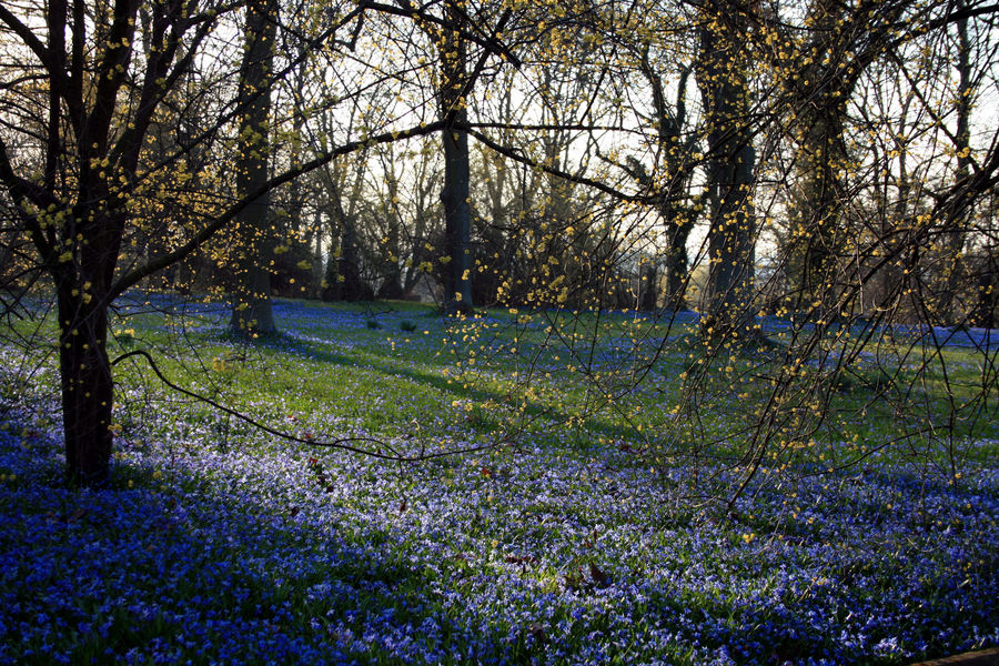 Blue Scilla