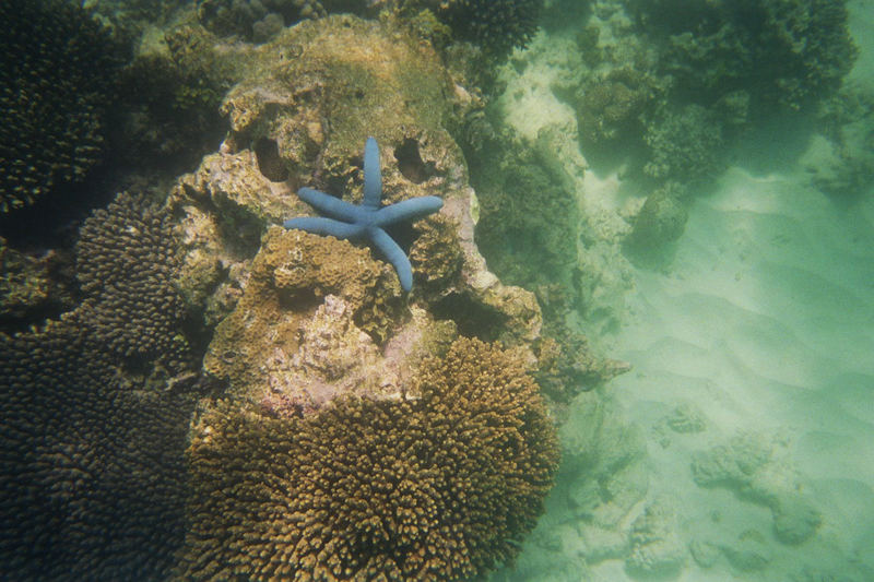 blue sea star