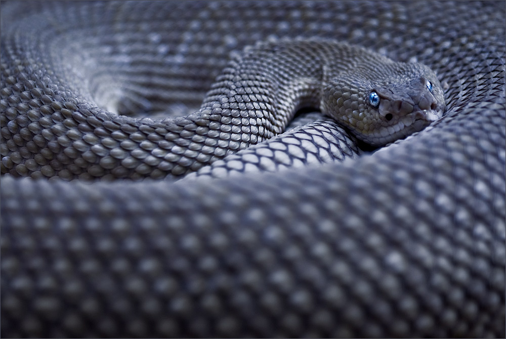 blue serpente