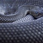 blue serpente