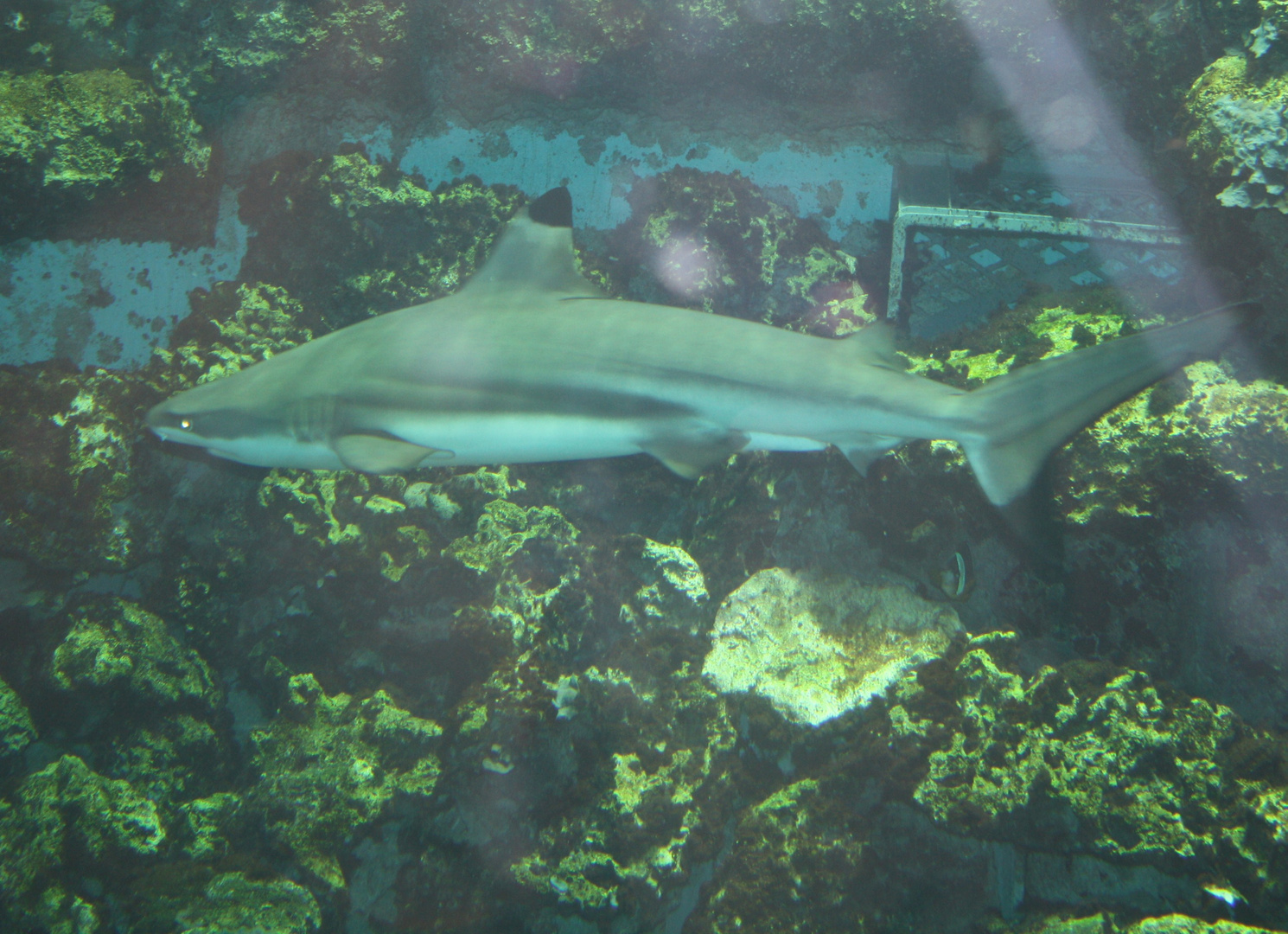 Blue shark