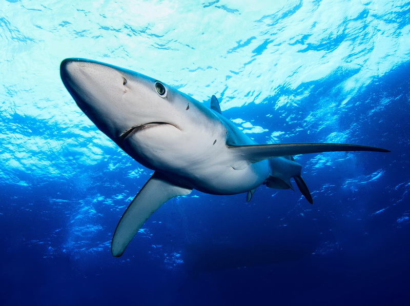 blue shark