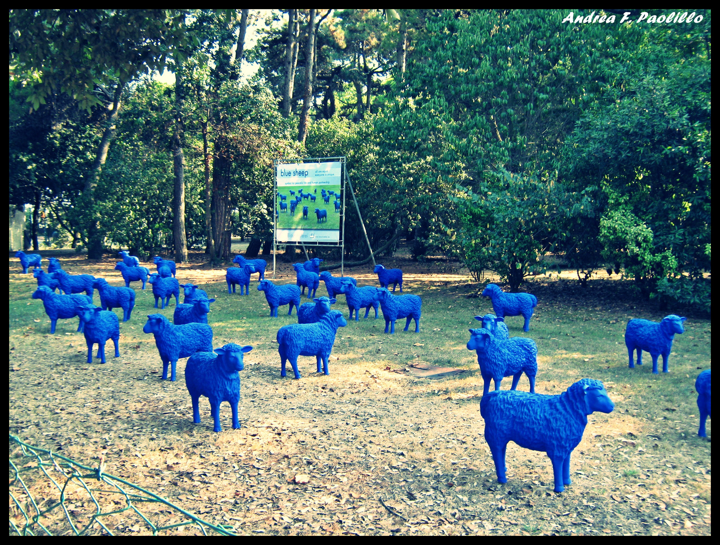 Blue Sheep at Lido