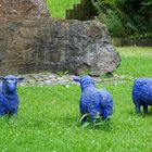 Blue Sheep Group