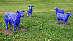 Blue sheep group