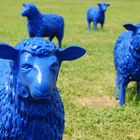 Blue sheeps