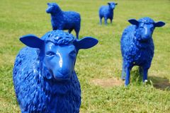 Blue sheeps