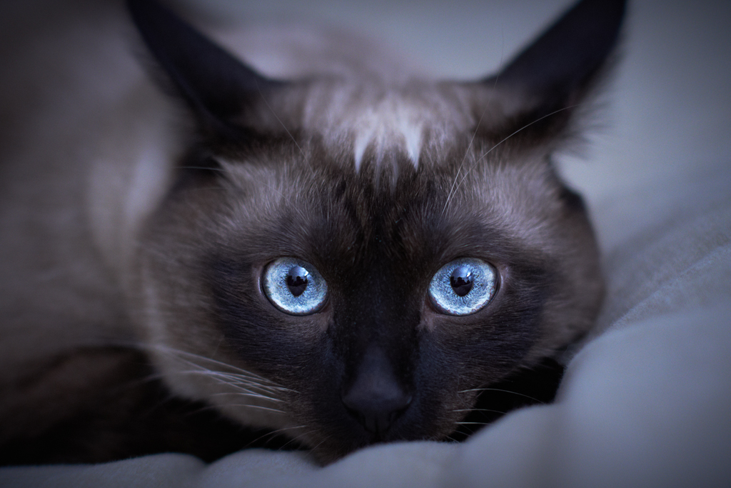 blue siamese