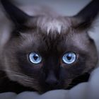 blue siamese