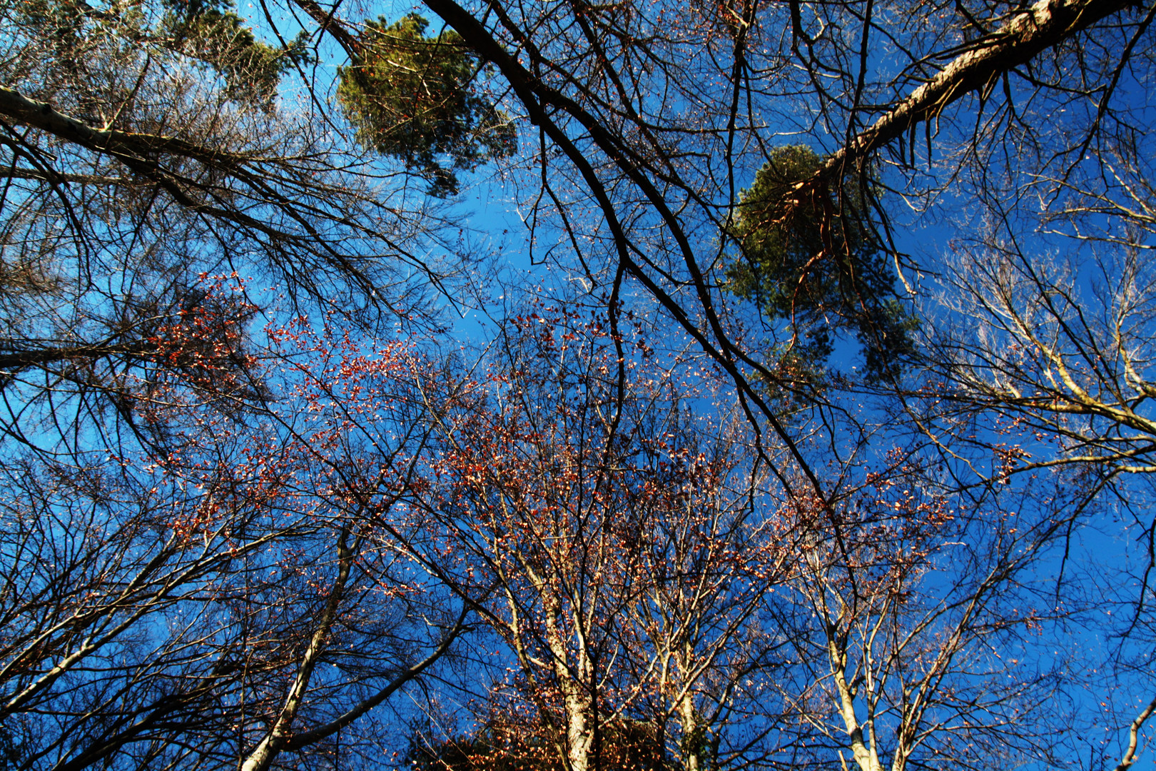 Blue Sky