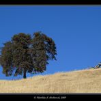 blue sky and a tree