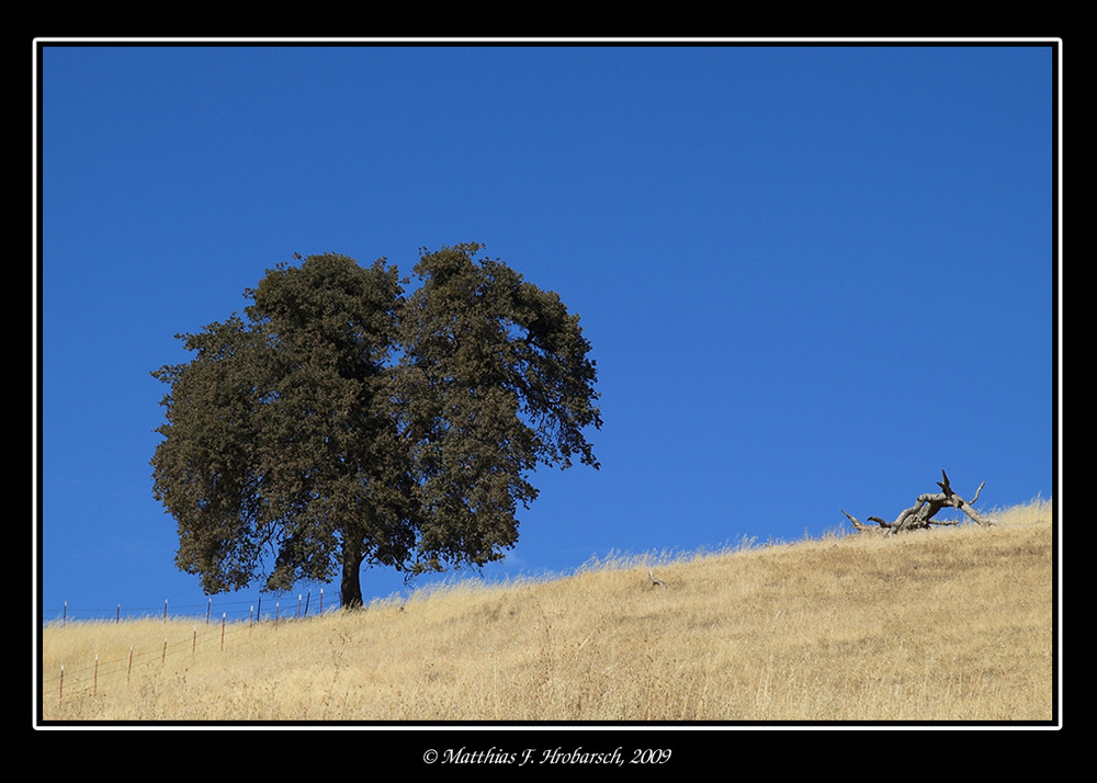 blue sky and a tree