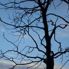 blue sky and tree