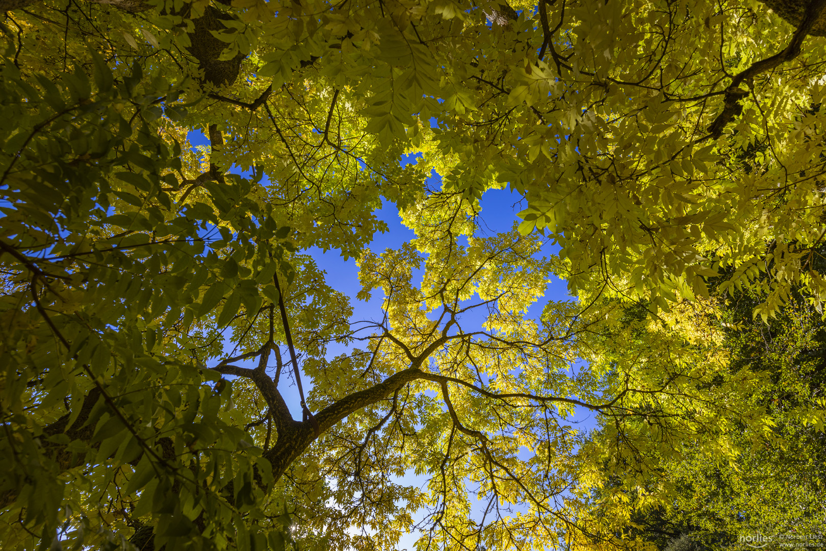 blue sky and yellow leaves