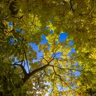 blue sky and yellow leaves