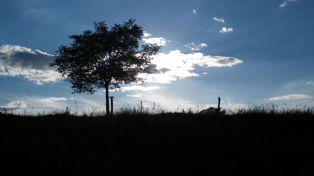 Blue Sky & Black Tree von Marv D Photography 