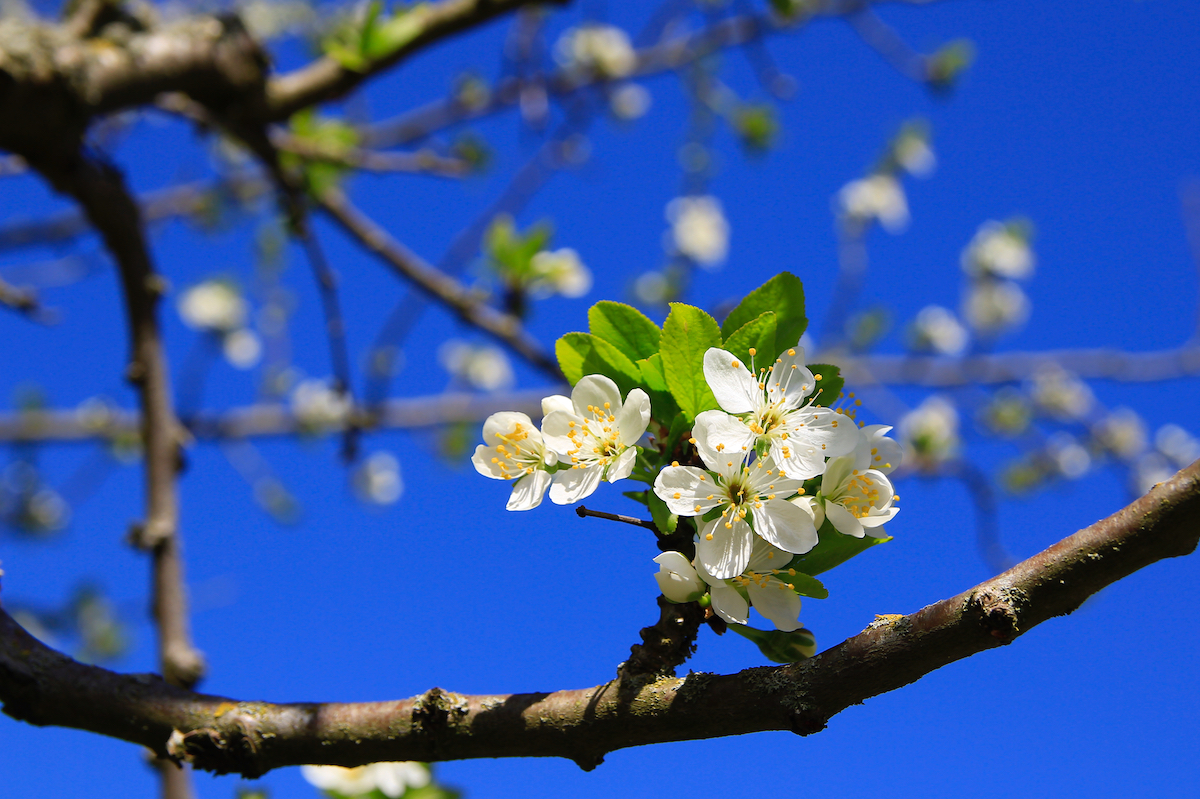 Blue Sky