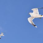 Blue sky flight