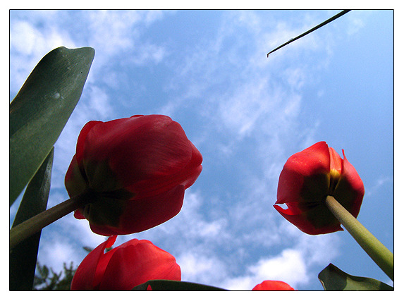 Blue Sky I