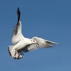 Blue sky (Larus ridibundus)