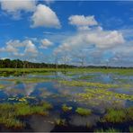 Blue Sky White Clouds Green Green Grass Yellow Flowers