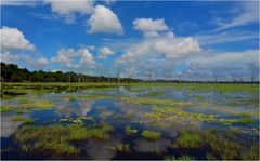 Blue Sky White Clouds Green Green Grass Yellow Flowers